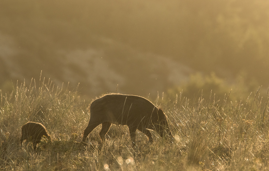 Sanglier - Marquenterre, Août 2018 (©Eric Penet)