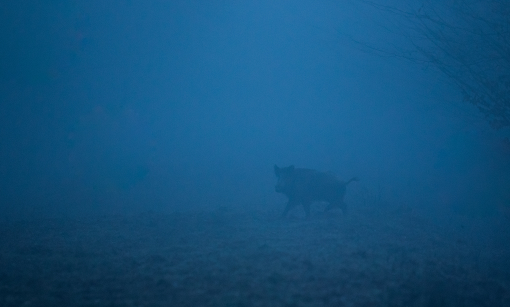 Sanglier - Forêt de Mormal, Décembre 2017 (©Eric Penet)