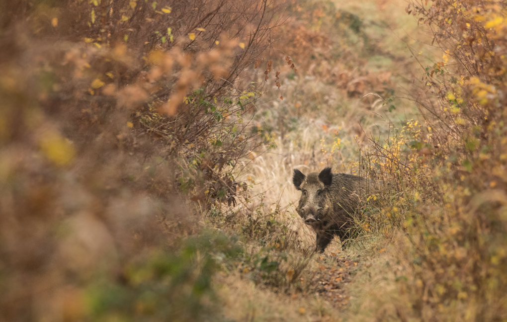 Sanglier - Forêt de Mormal, Novembre 2018 (©Eric Penet)