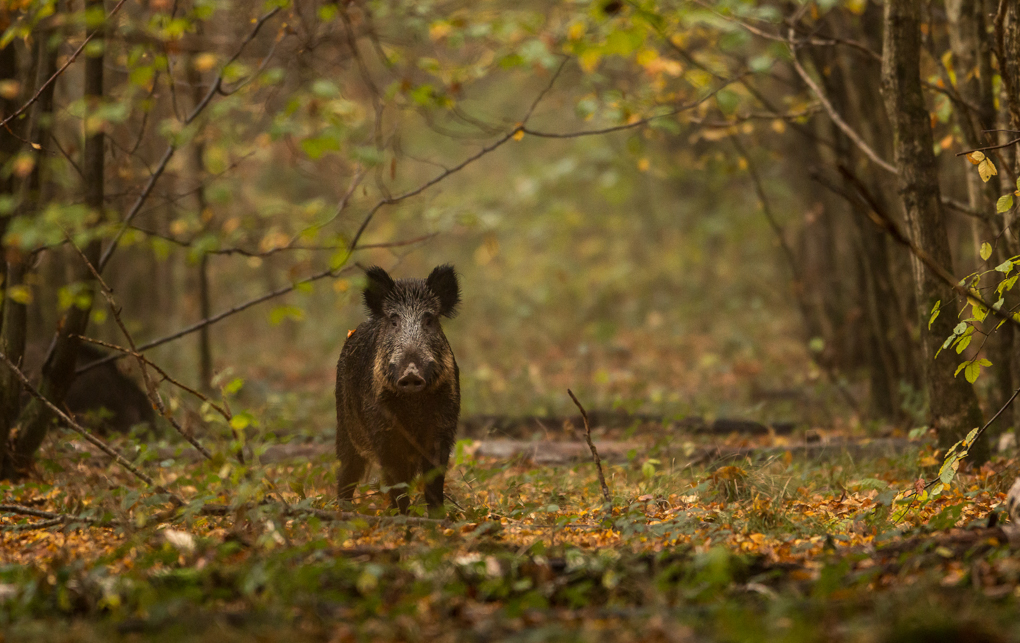 Sanglier - Forêt de Mormal, Octobre 2016 (©Eric Penet)