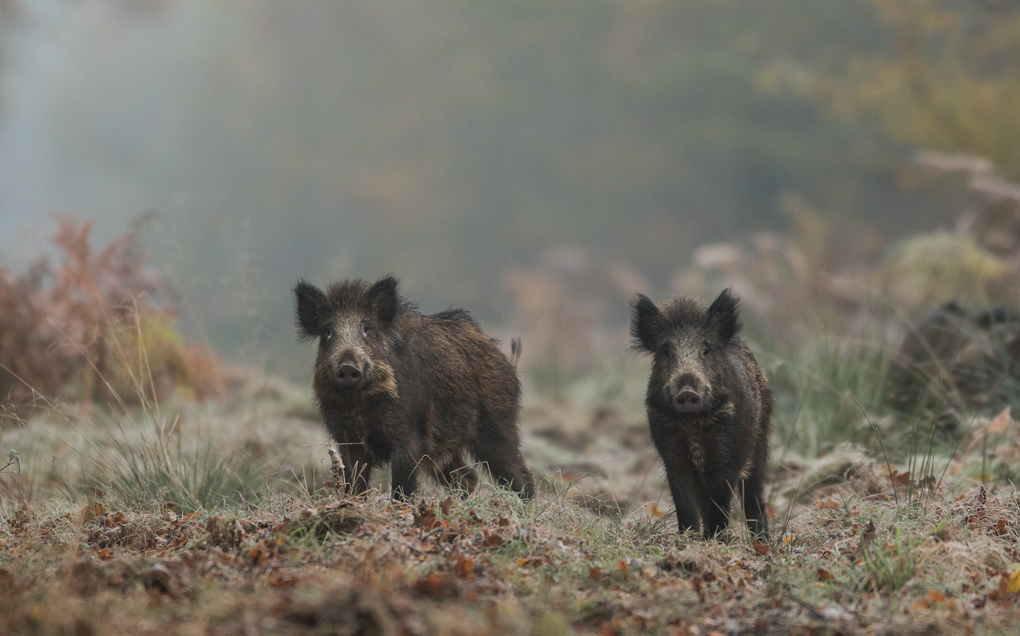 Sanglier - Forêt de Mormal, Novembre 2016 (©Eric Penet)